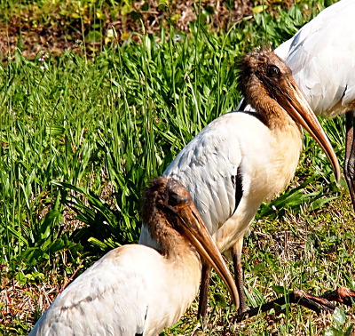 [Close view of the front two storks. Both are looking to the right so this profile view shows feathers sticking out of their necks.]